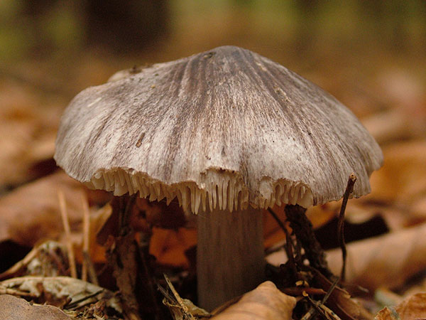 tricholoma sciodes