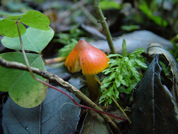 Hygrocybe conica
