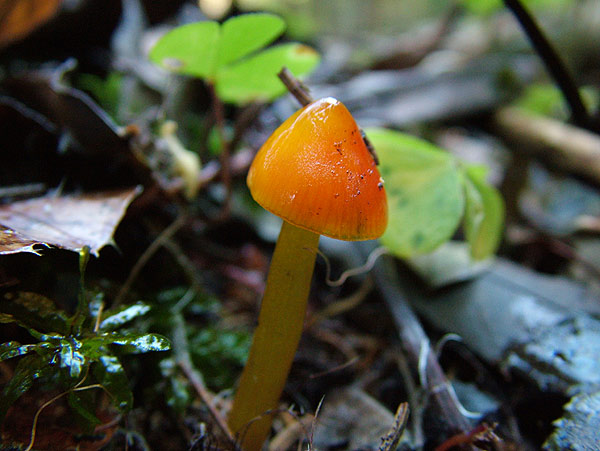 hygrocybe conica