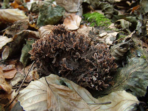 thelephora anthocephala