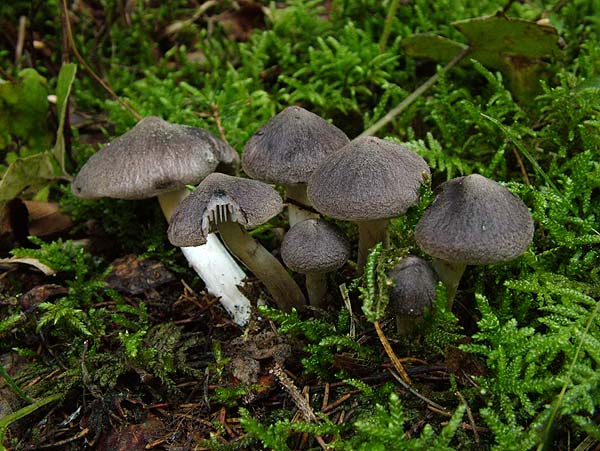 tricholoma terreum