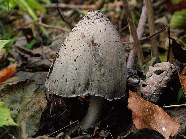 coprinus acuminatus