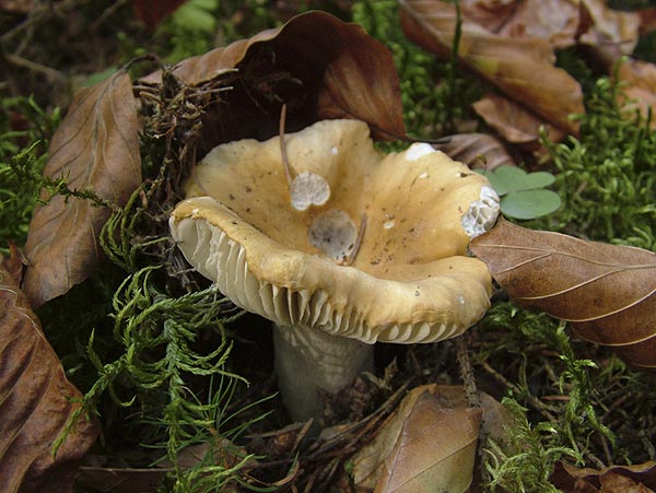 russula ochroleuca