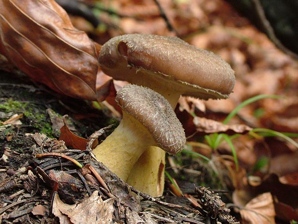 Armillaria lutea