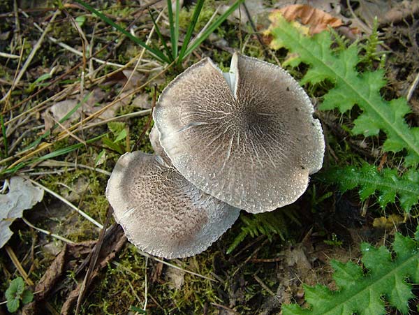 tricholoma scalpturatum