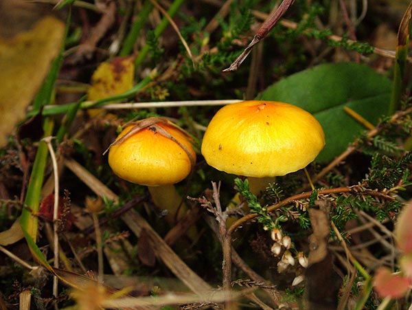 hygrophorus speciosus