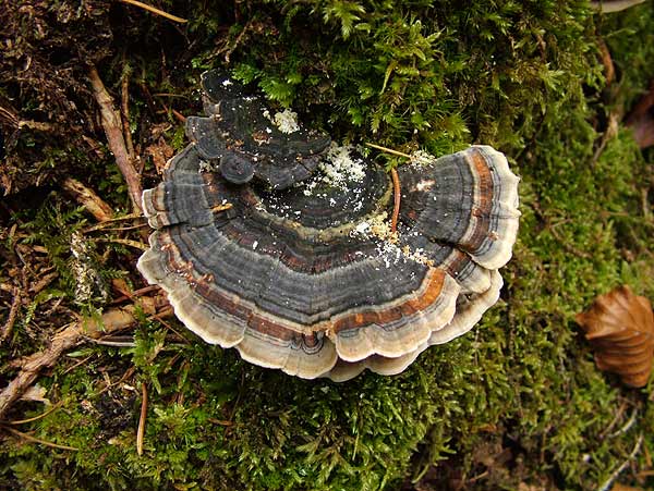 trametes versicolor