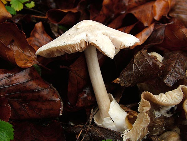 Volvariella surrecta