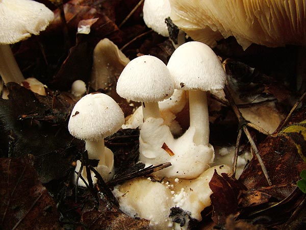 volvariella surrecta