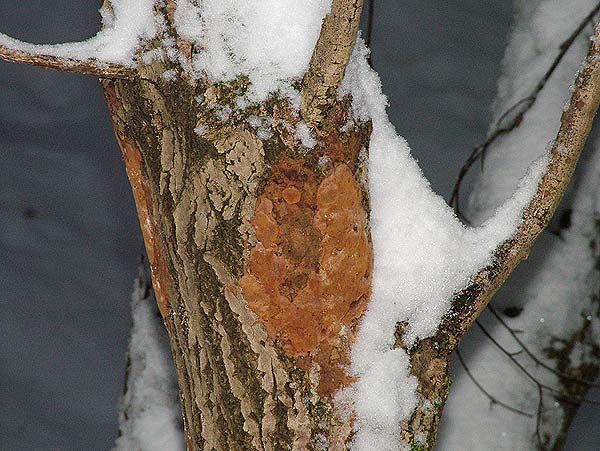 phellinus punctatus