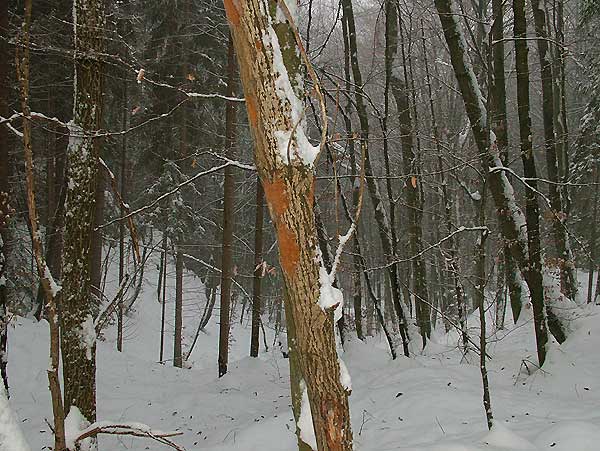 phellinus punctatus