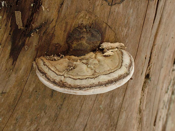 ganoderma lipsiense