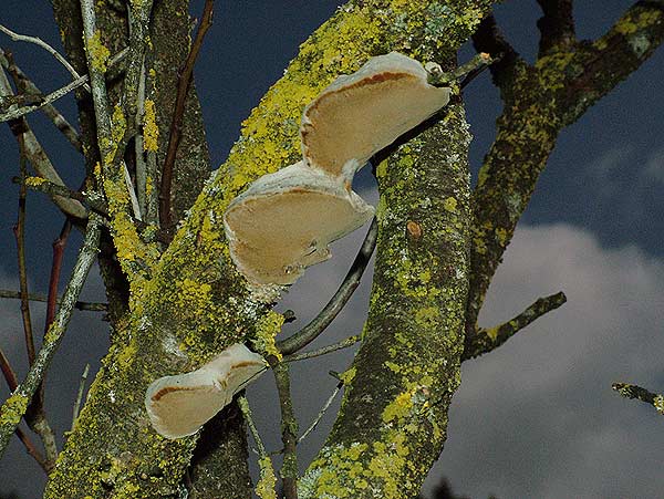 phellinus tuberculosus