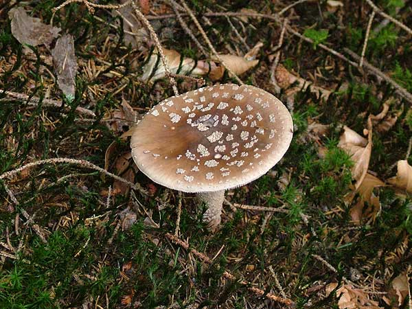 amanita rubescens