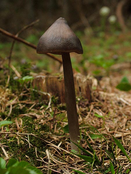 entoloma hirtipes