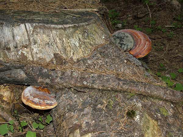 fomitopsis pinicola
