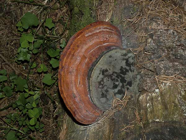 fomitopsis pinicola