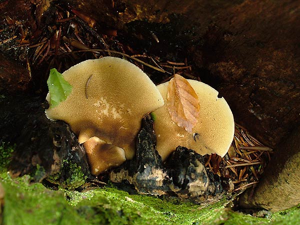 polyporus ciliatus