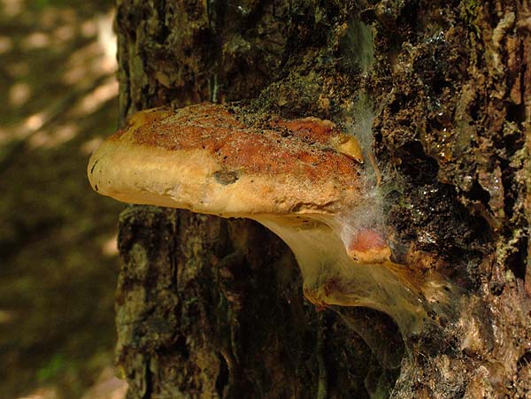 fomitopsis pinicola