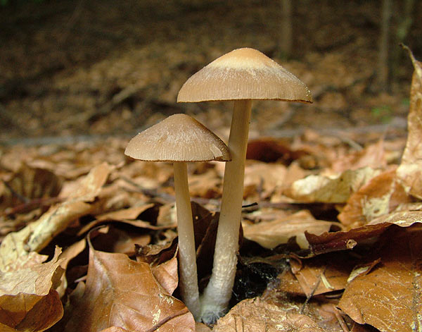 psathyrella spadiceogrisea