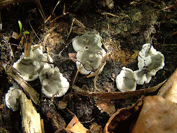Kretzschmaria deusta