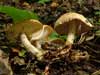 collybia hariolorum