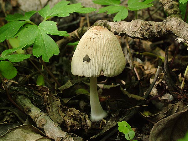 coprinellus domesticus