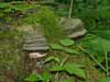 fomitopsis pinicola