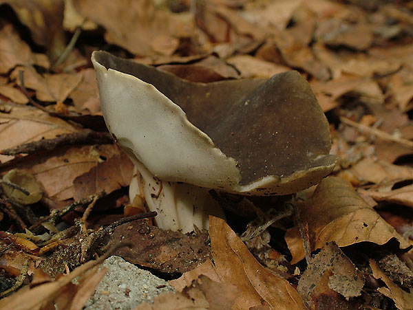 helvella acetabulum