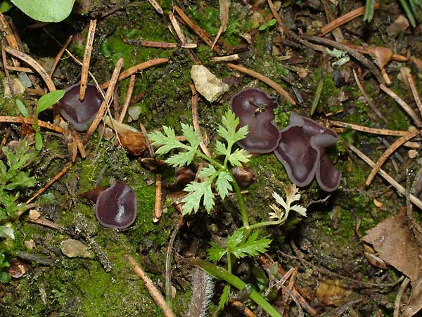 Peziza petersii