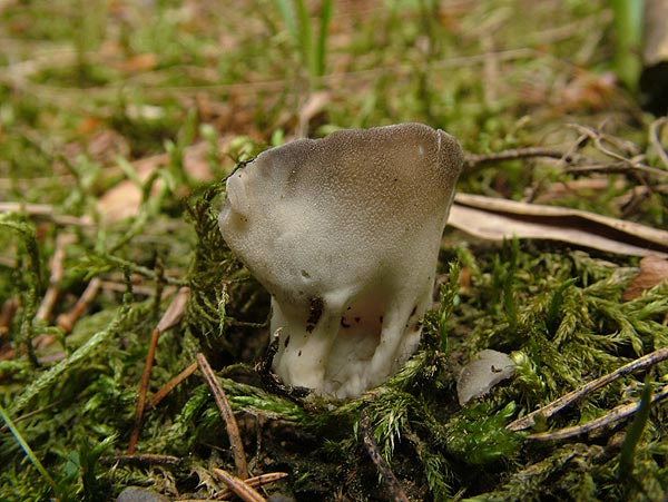 helvella leucomelaena