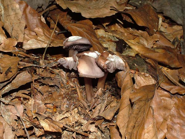 mycena pelianthina