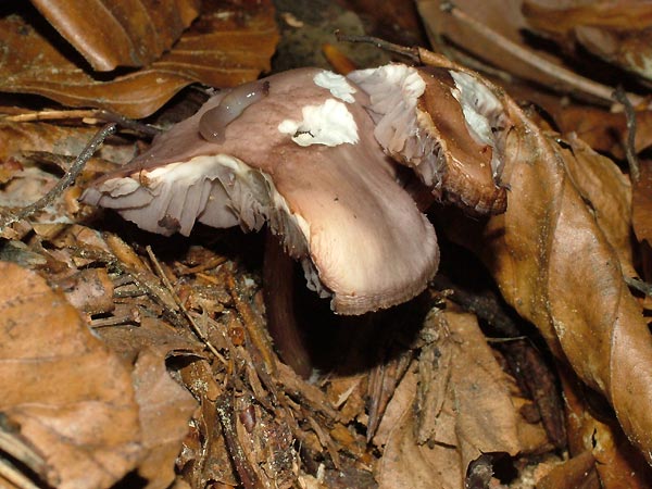 temnolistna čeladica