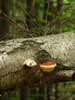 fomitopsis pinicola