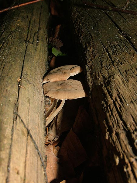 pluteus ephebeus