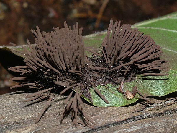 stemonitis flavogenita