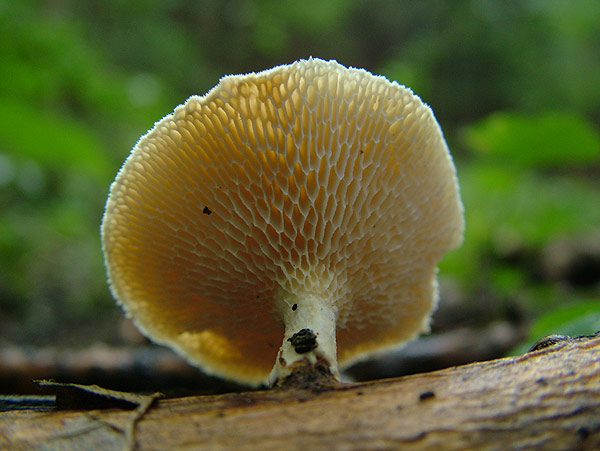 polyporus alveolaris