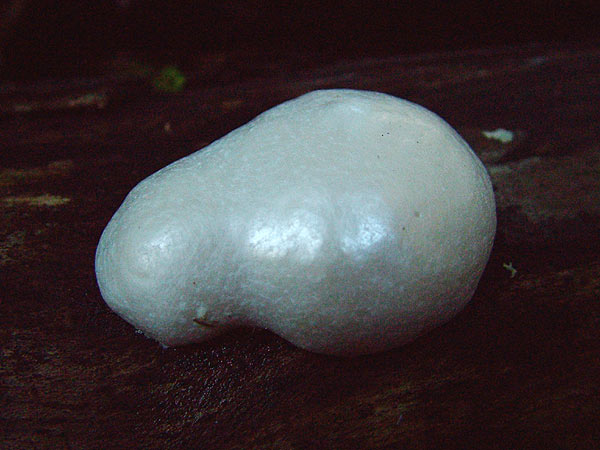 reticularia lycoperdon