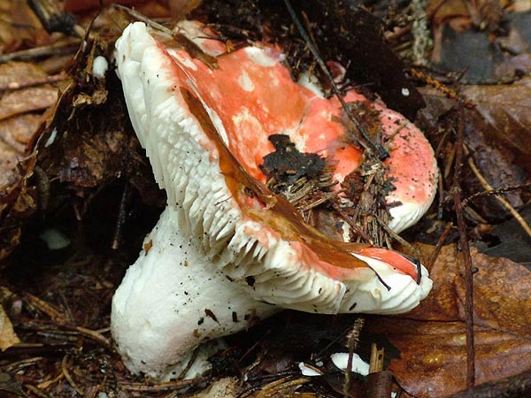 russula rosea