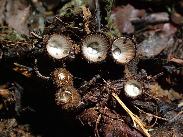 cyathus striatus