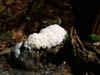 reticularia lycoperdon