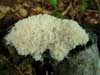 reticularia lycoperdon