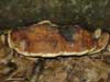 fomitopsis pinicola