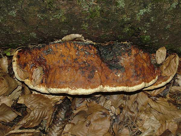 fomitopsis pinicola