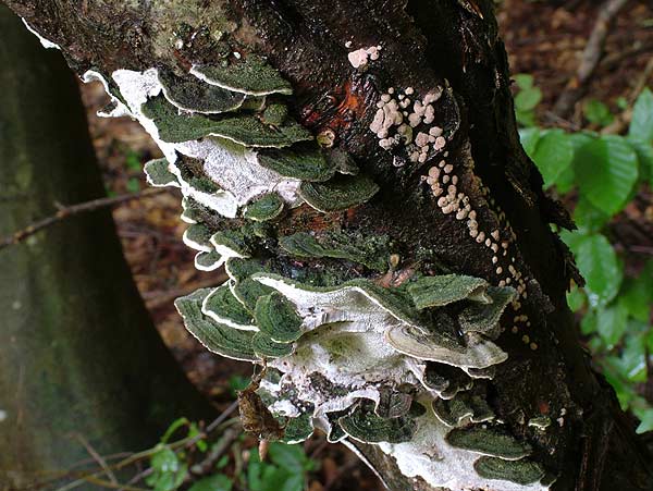 cerrena unicolor