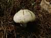 hebeloma crustiliniforme