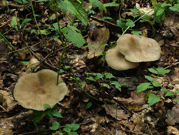 Megacollybia platyphylla