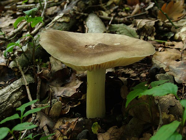 megacollybia platyphylla