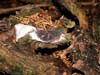 reticularia lycoperdon