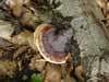 fomitopsis pinicola